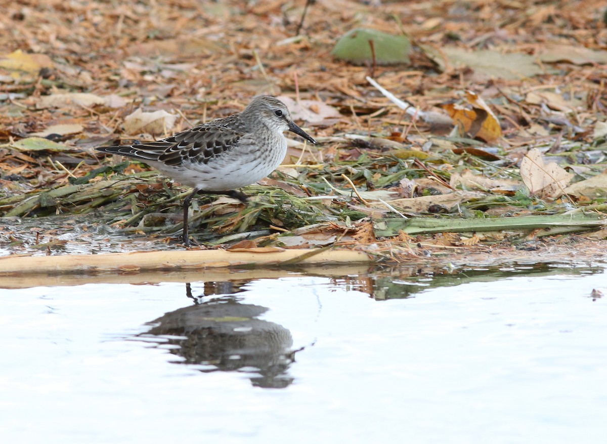 White-rumped Sandpiper - ML121627151