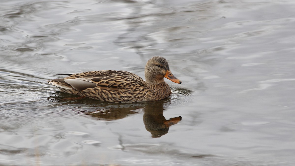 Mallard - ML121628141