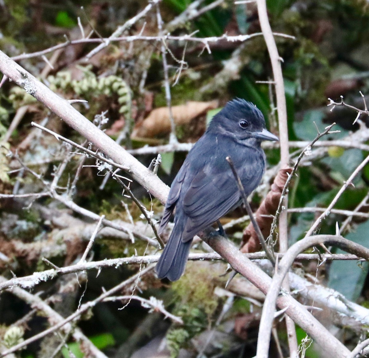 Anambé Unicolor - ML121628991