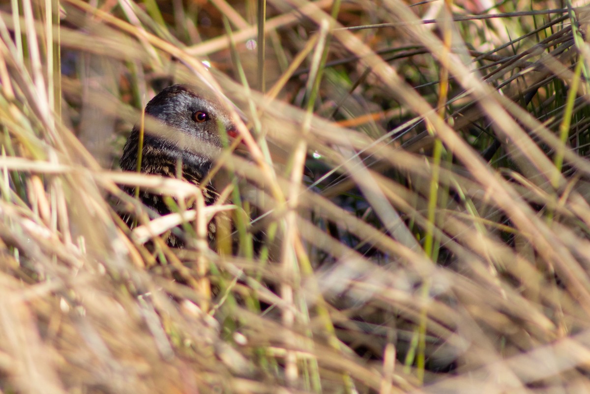 Austral Rail - Sebastián Saiter Villagrán