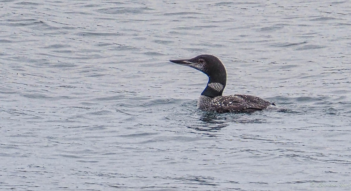 Common Loon - ML121629491