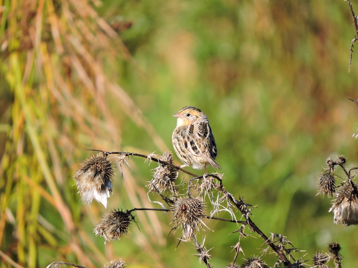 LeConte's Sparrow - ML121630001