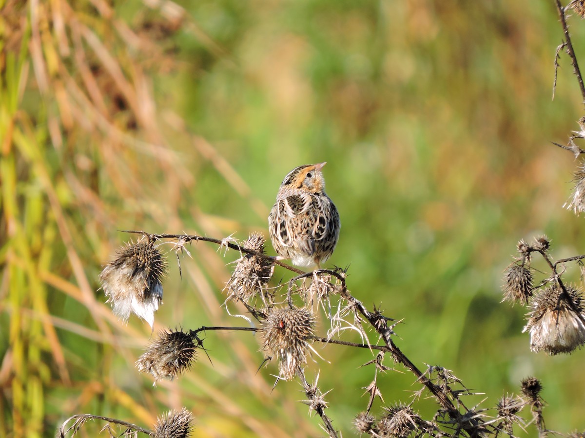 LeConte's Sparrow - ML121630041