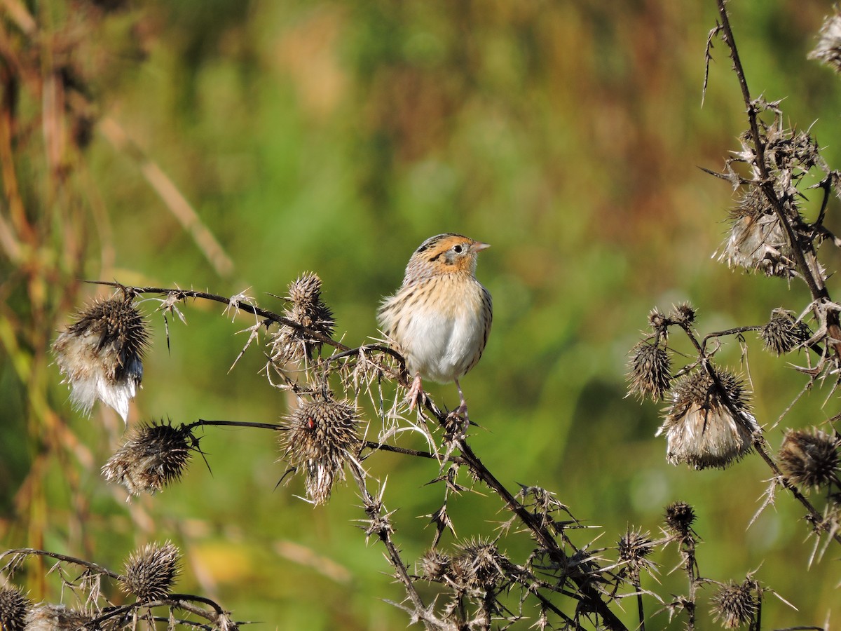 LeConte's Sparrow - ML121630061