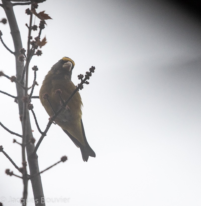 Evening Grosbeak - Jacques Bouvier