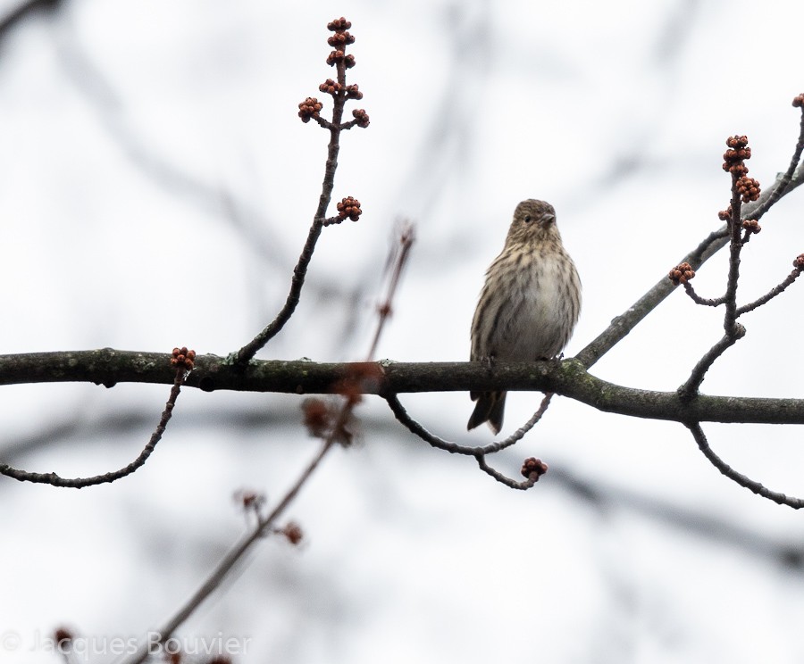 Pine Siskin - ML121630631