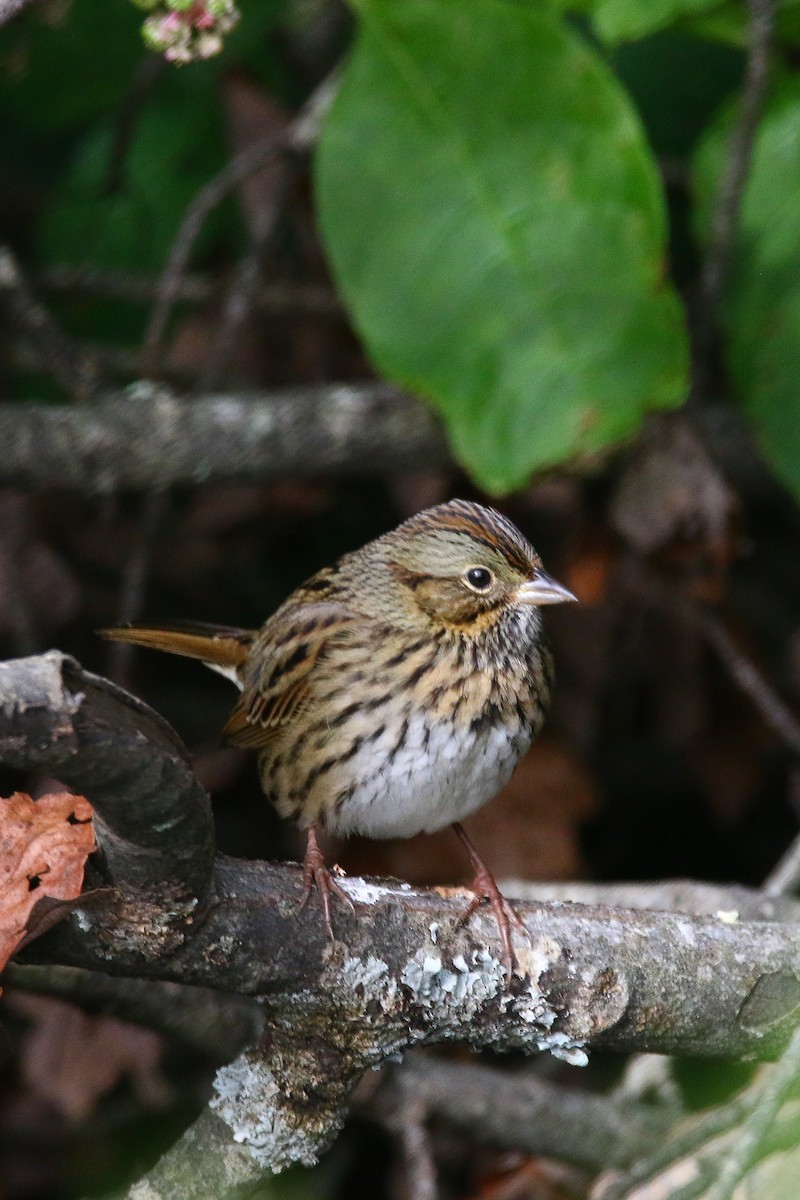 Lincoln's Sparrow - ML121631441