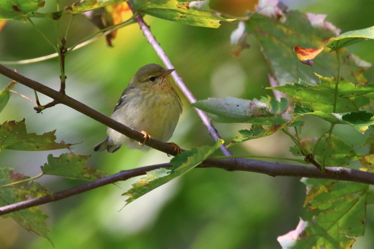 Blackpoll Warbler - ML121632171