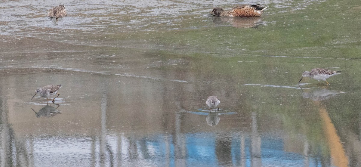 Greater Yellowlegs - ML121632201