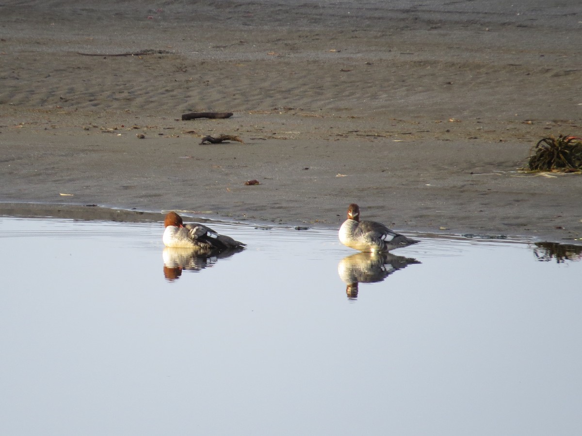 Common Merganser - Vickie Buck