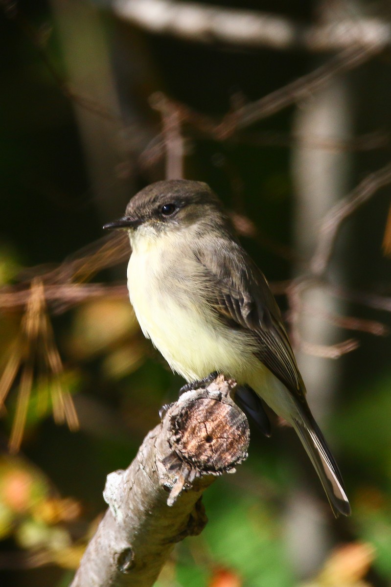 Eastern Phoebe - ML121632341