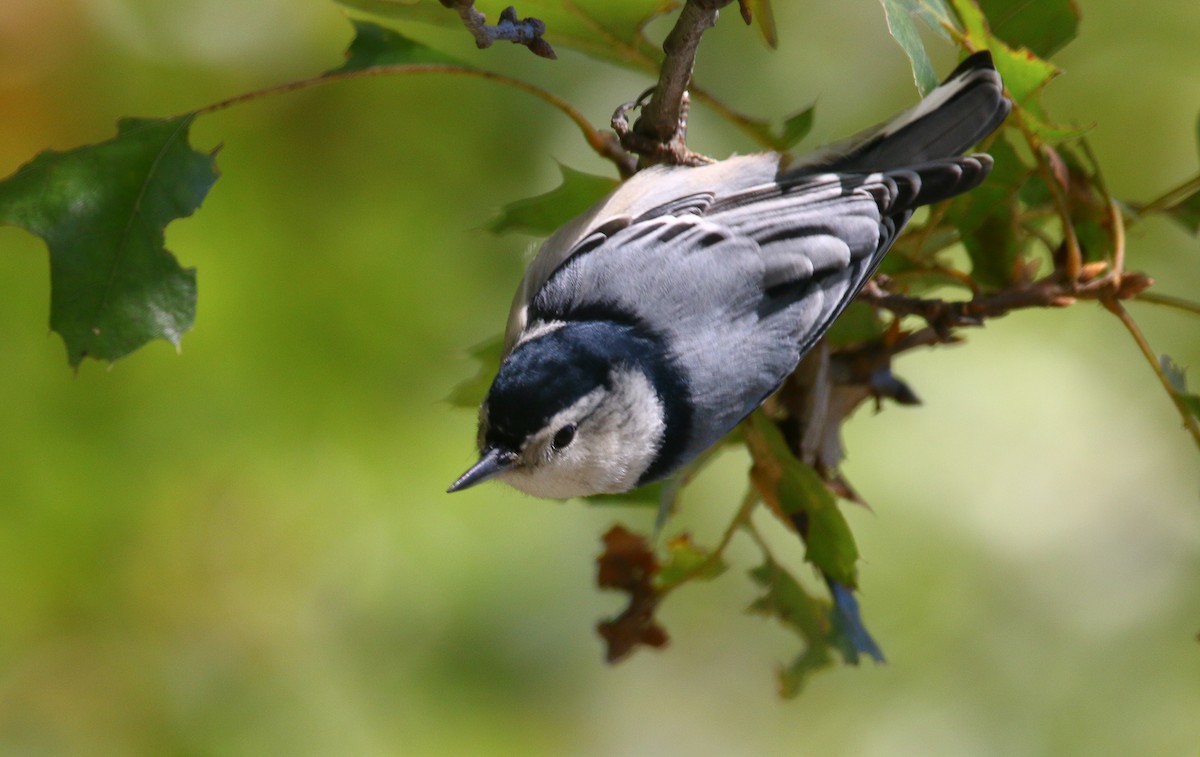 White-breasted Nuthatch - Devin Griffiths