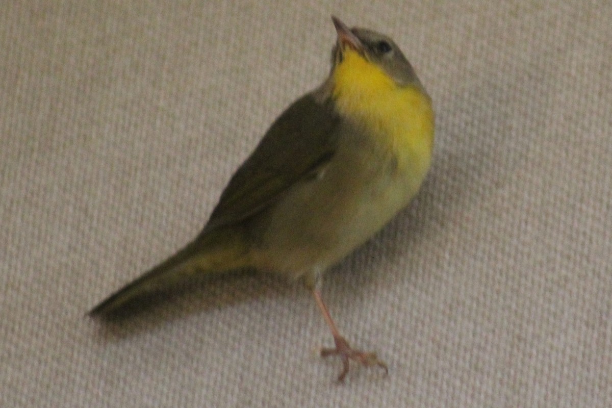Common Yellowthroat - ML121633071