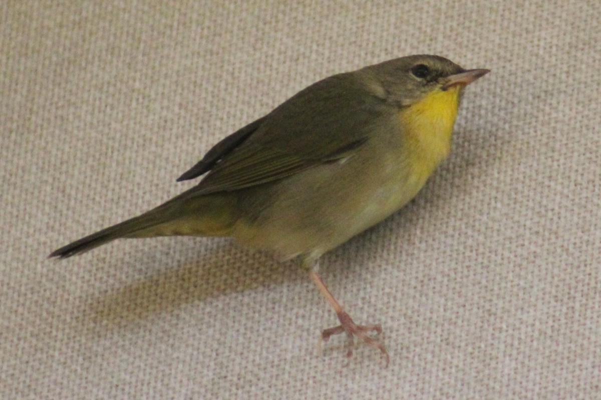 Common Yellowthroat - ML121633191