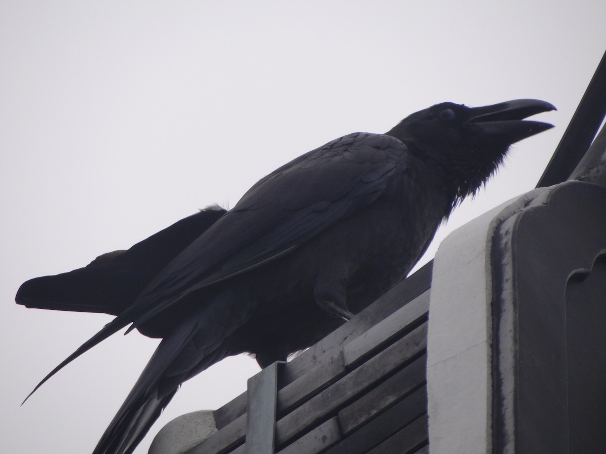 Large-billed Crow - ML121633551