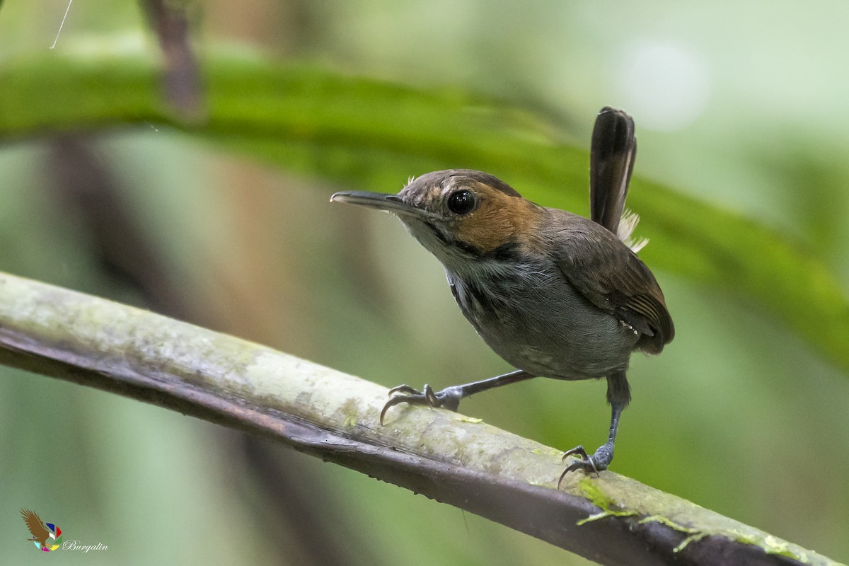 Tawny-faced Gnatwren - fernando Burgalin Sequeria