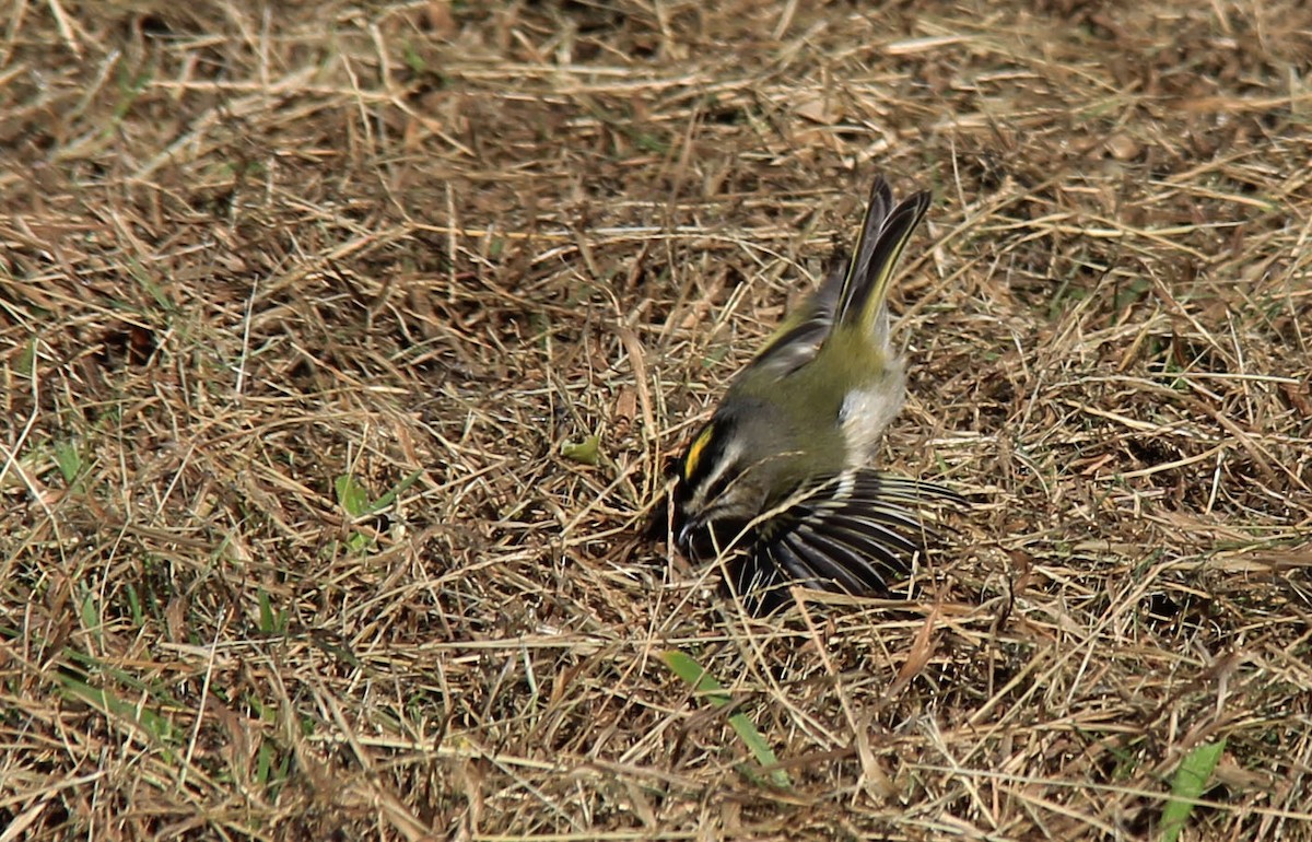 Golden-crowned Kinglet - ML121634061