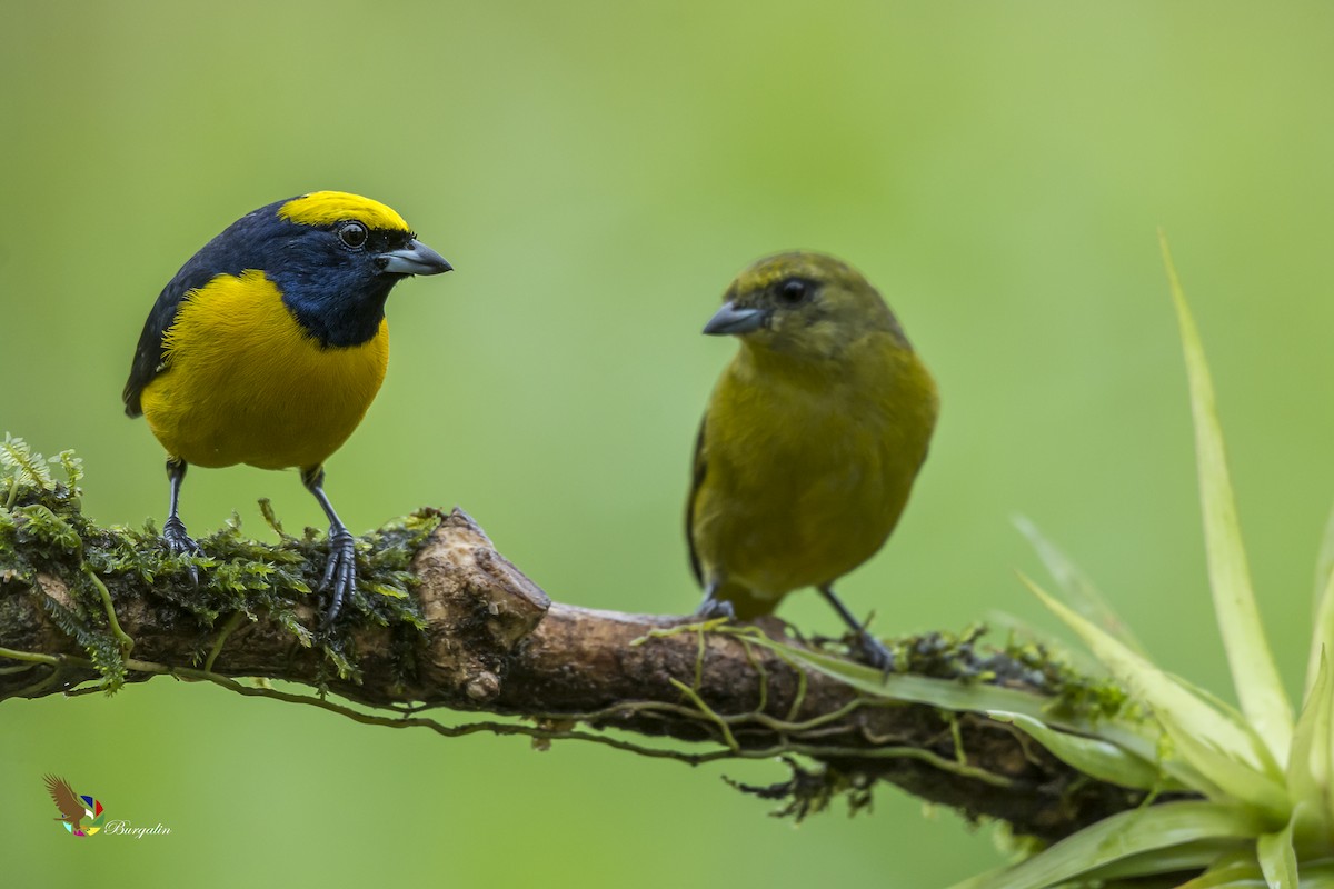 Yellow-crowned Euphonia - fernando Burgalin Sequeria