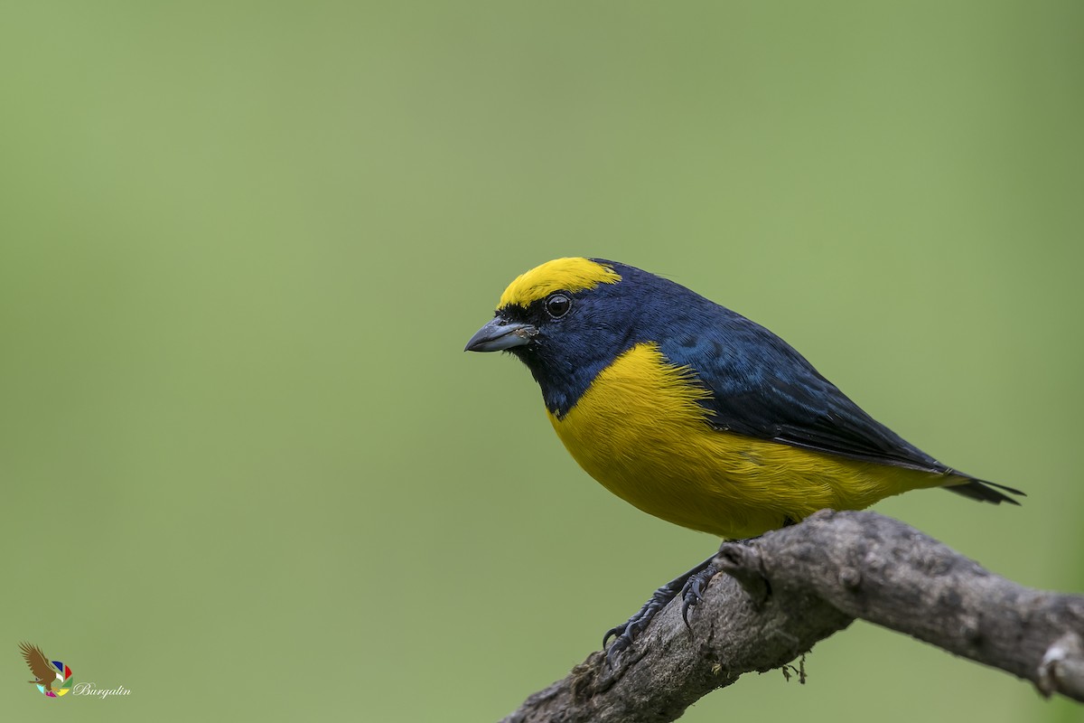 Yellow-crowned Euphonia - Fernando Burgalin Sequeria