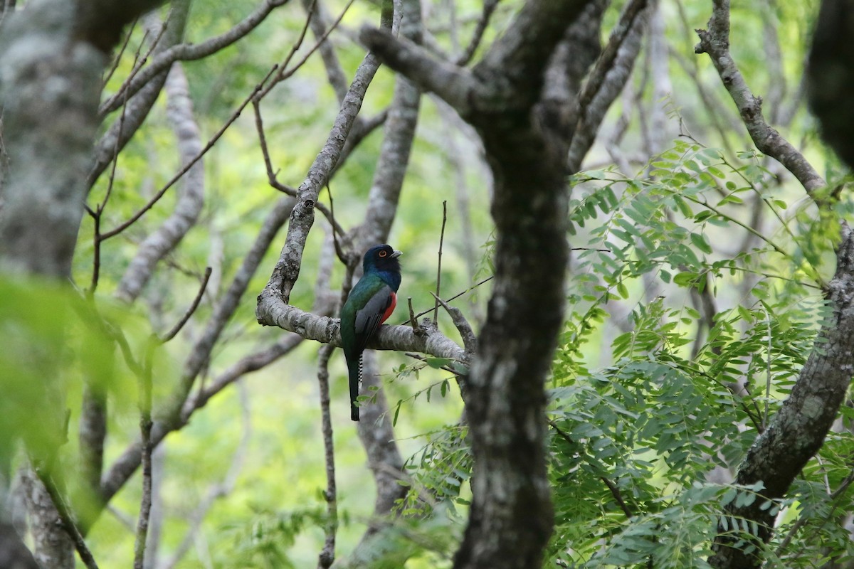 Blue-crowned Trogon - ML121636491