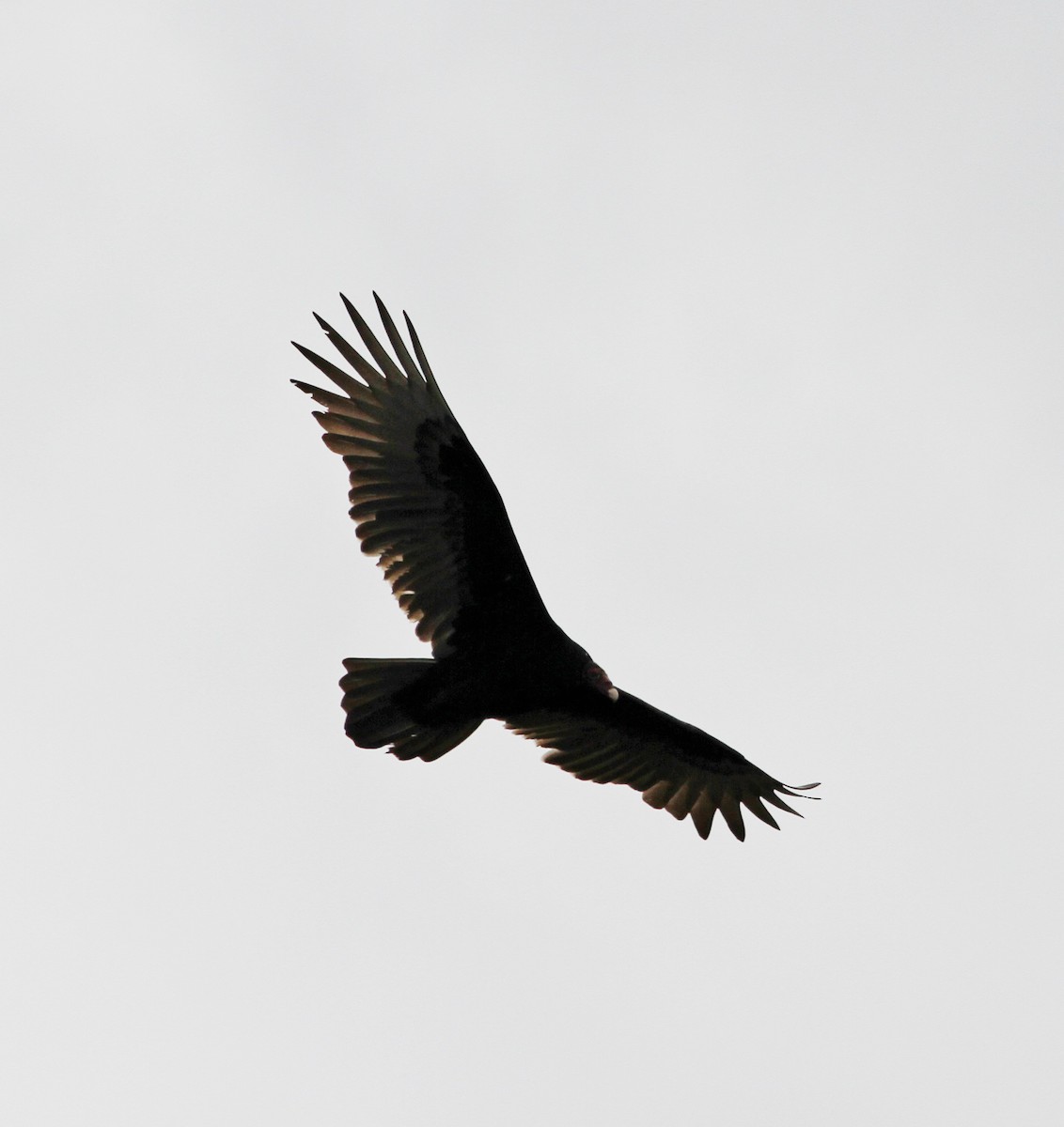 Turkey Vulture - ML121636671