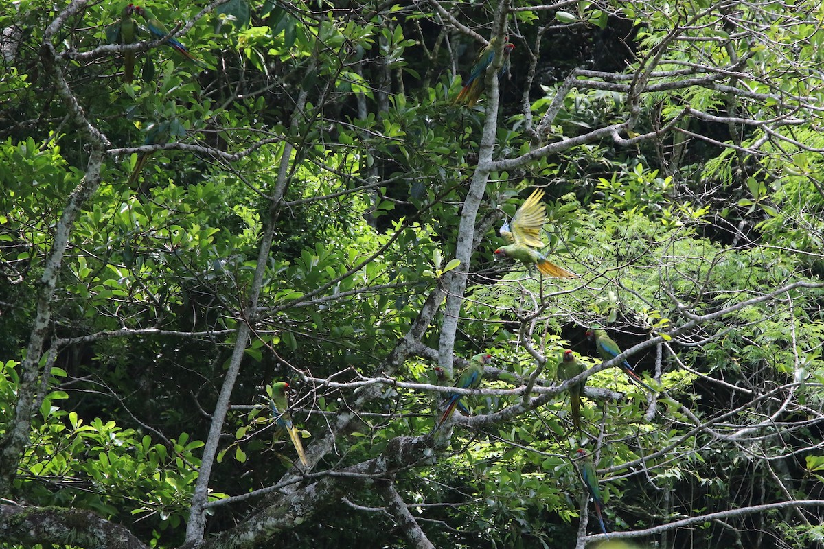 Military Macaw - ML121636811