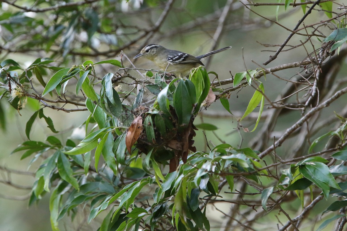 Black-capped Antwren - ML121636931