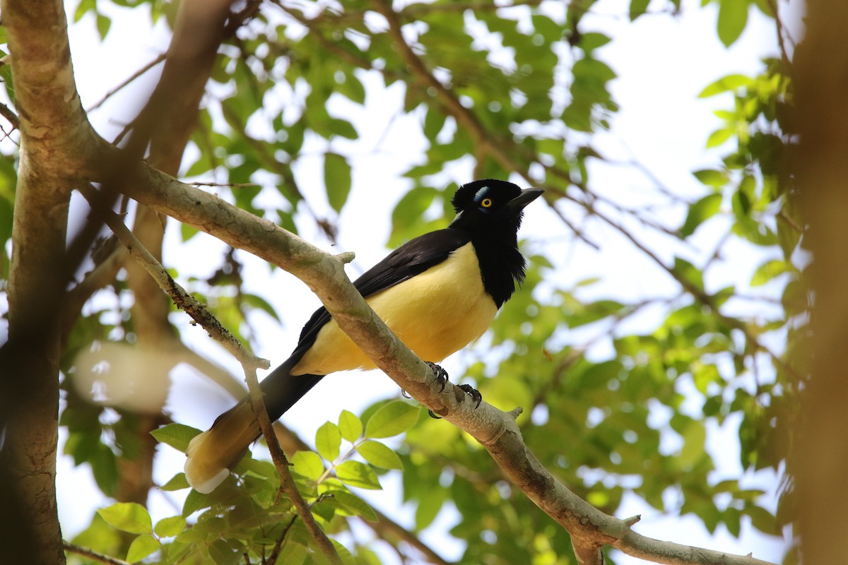 Plush-crested Jay - ML121637201