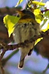 Northern Parula - ML121638321