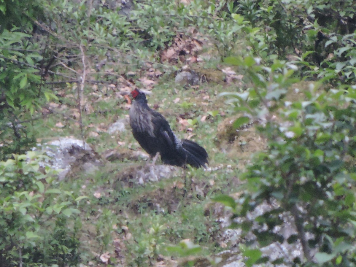 Kalij Pheasant - ML121638431