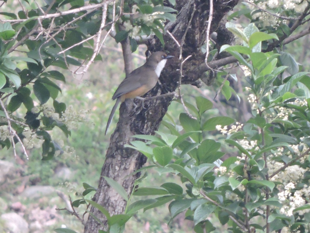 White-throated Laughingthrush - ML121638971