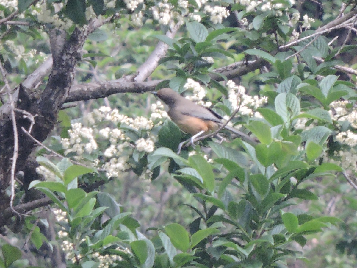 White-throated Laughingthrush - ML121638991