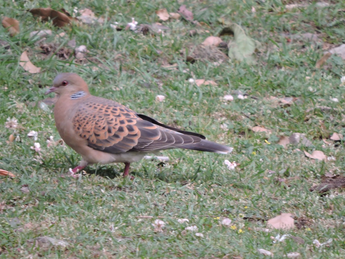 Oriental Turtle-Dove - ML121639851