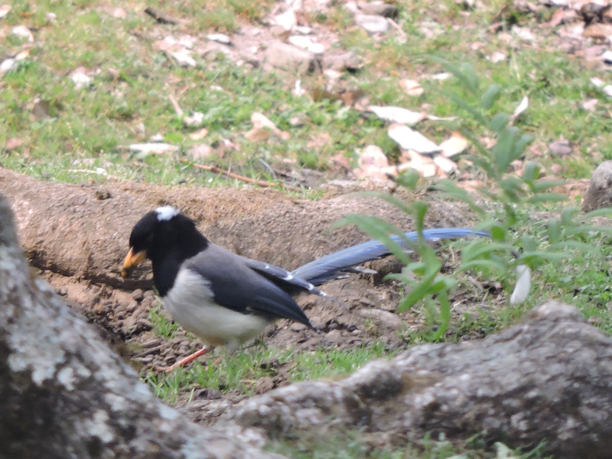 Yellow-billed Blue-Magpie - ML121640501