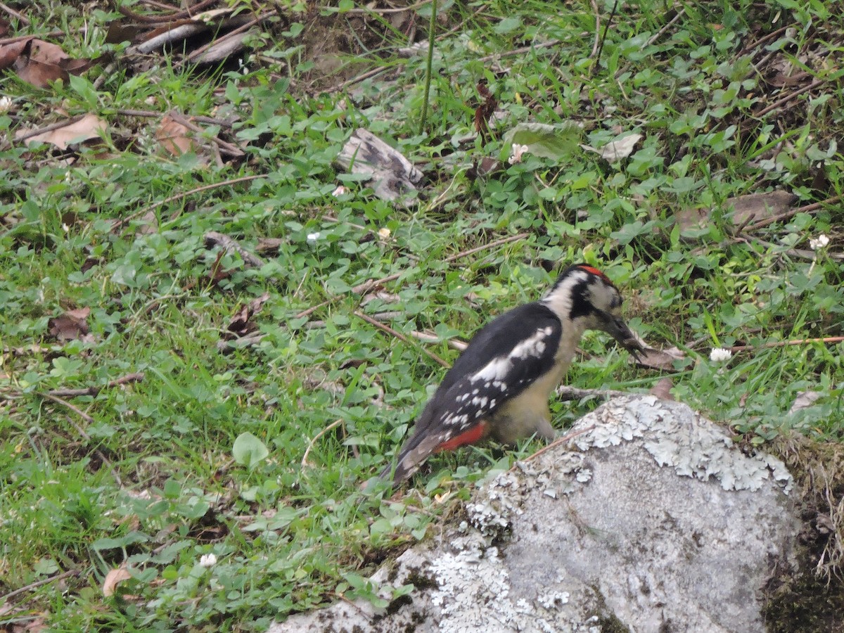 Himalayan Woodpecker - ML121640571