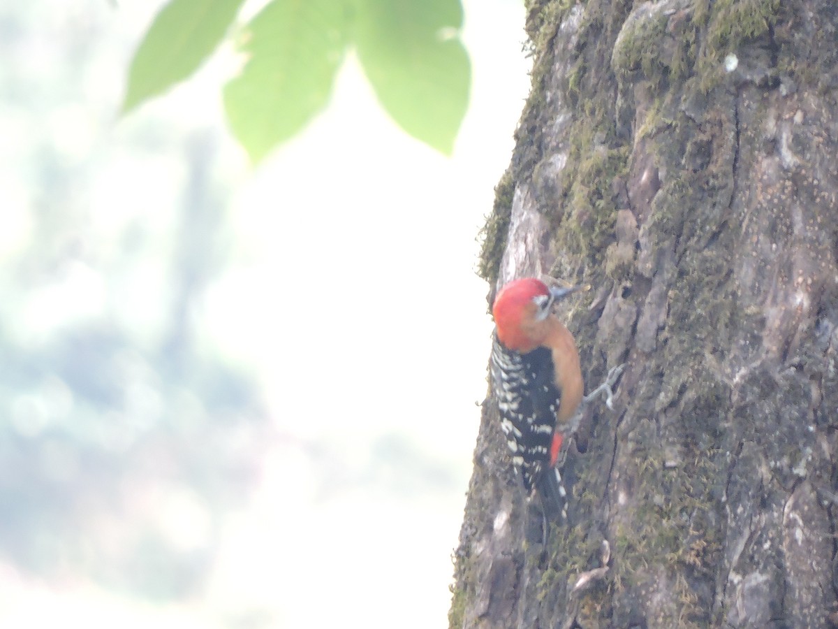 Rufous-bellied Woodpecker - ML121640581