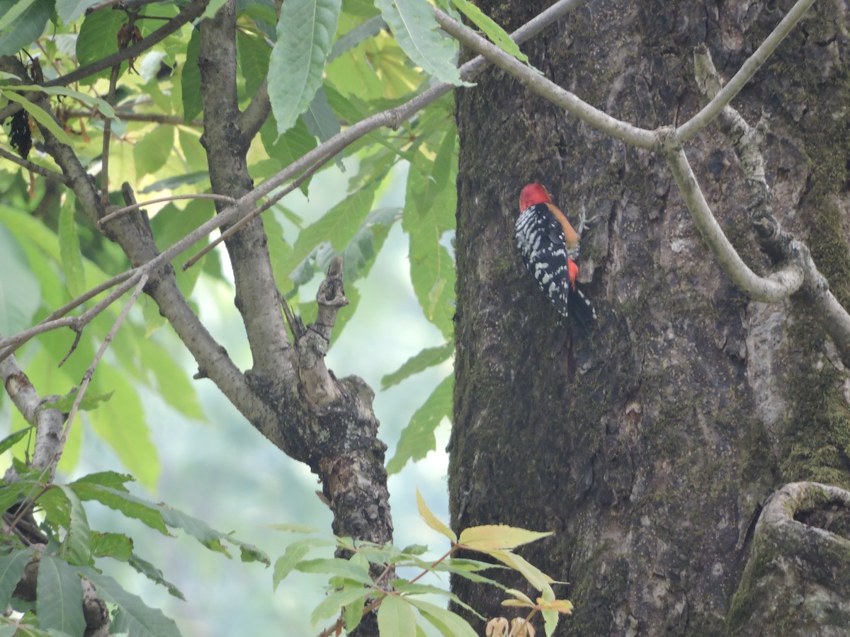 Rufous-bellied Woodpecker - ML121640591