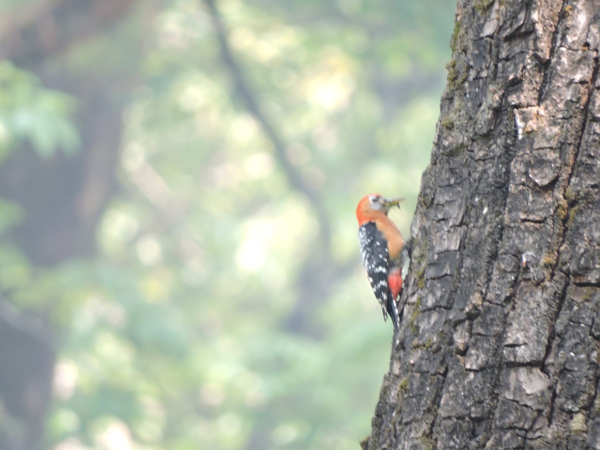Rufous-bellied Woodpecker - ML121640601