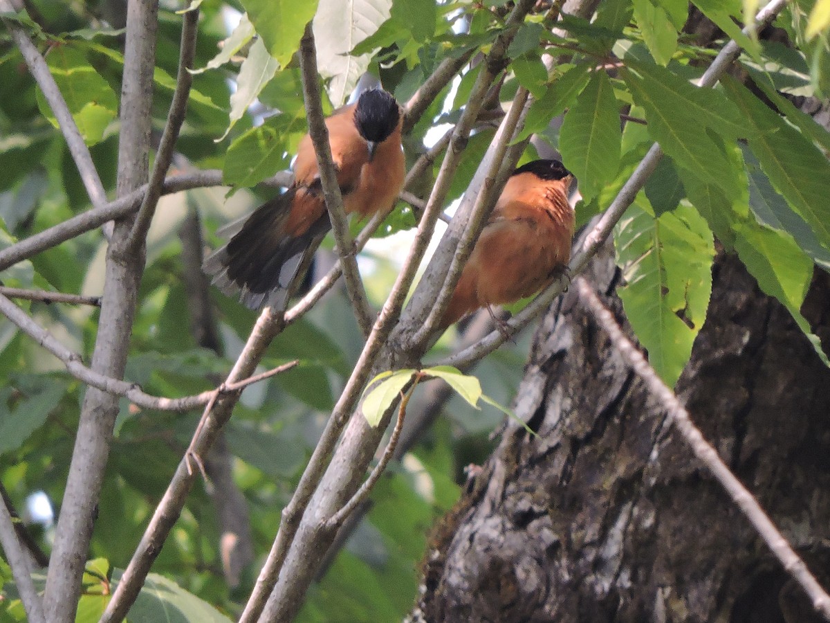 Rufous Sibia - ML121640631