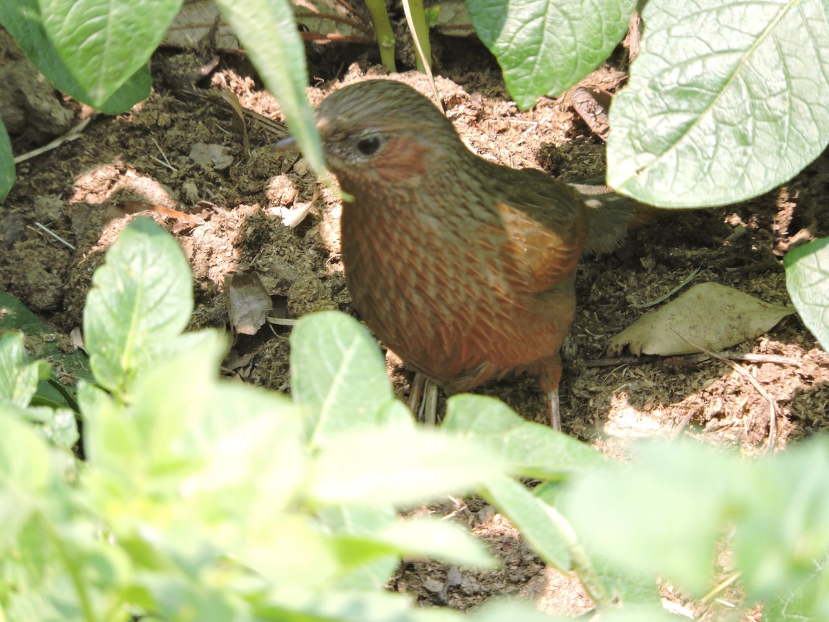 Streaked Laughingthrush - ML121640991