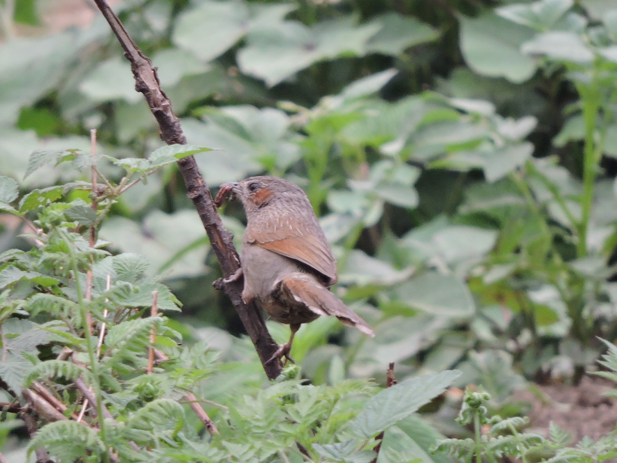 Streaked Laughingthrush - ML121641001