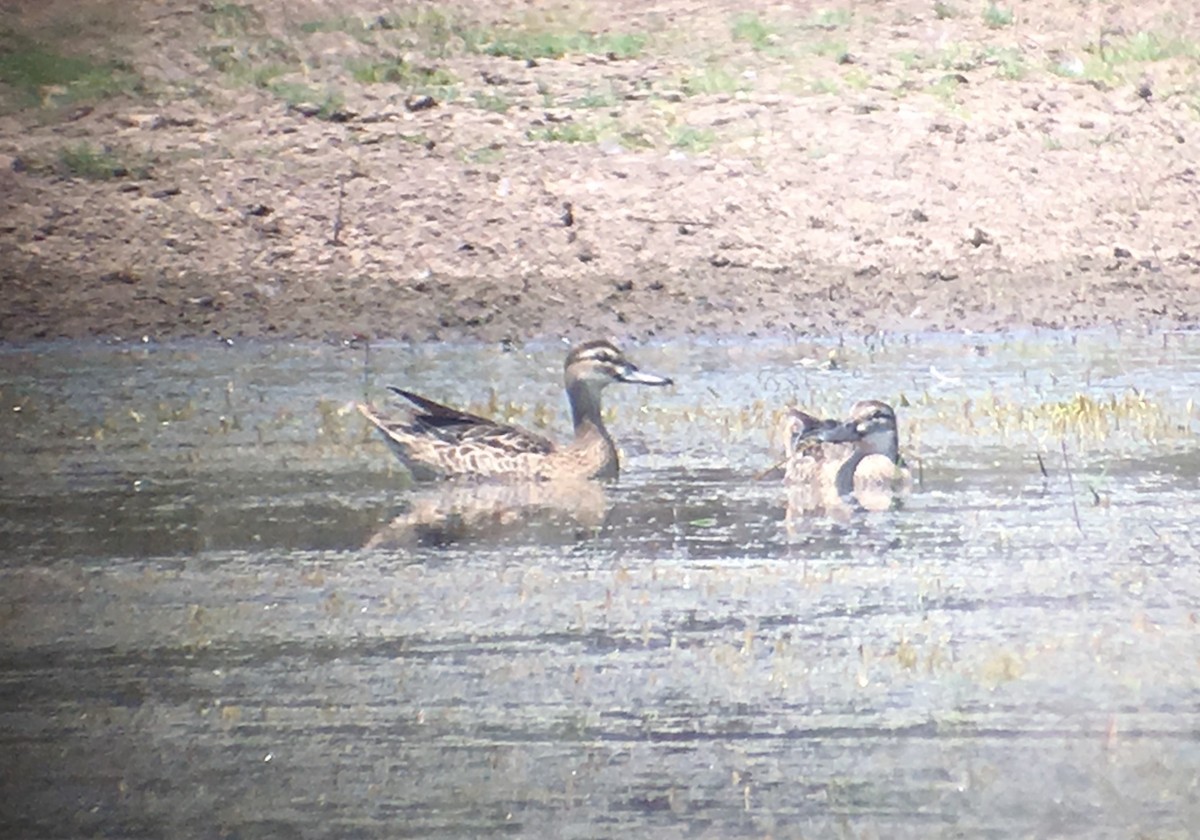 Garganey - John Graff