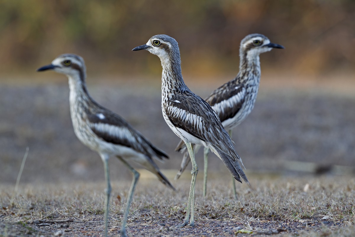 Bush Thick-knee - Mat Gilfedder