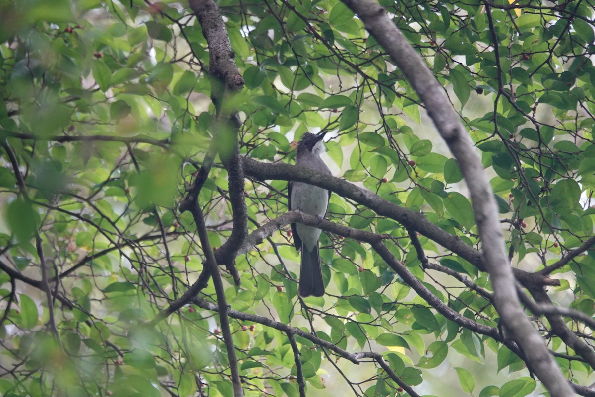 Cinereous Bulbul (Cinereous) - ML121644351