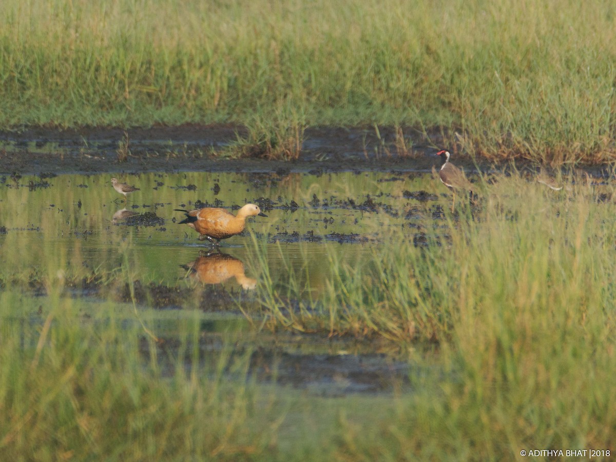 Ruddy Shelduck - Adithya Bhat