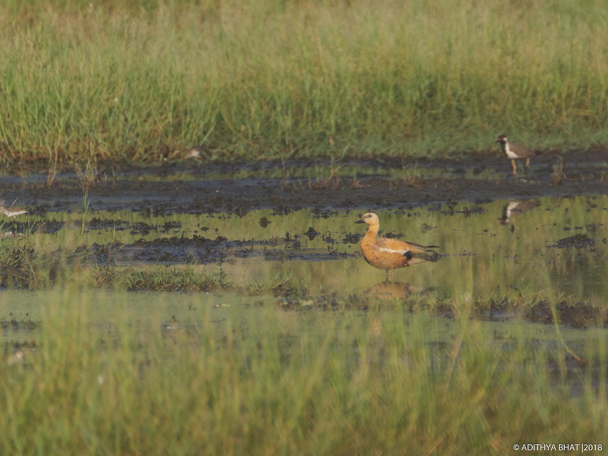 Ruddy Shelduck - Adithya Bhat