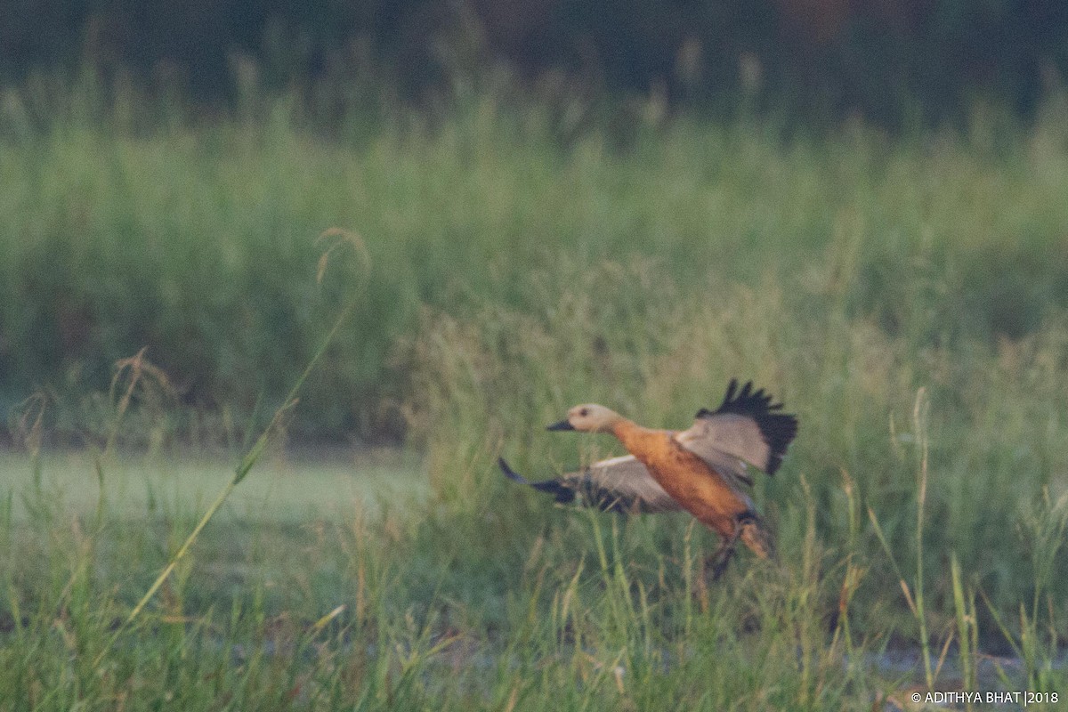 Ruddy Shelduck - Adithya Bhat