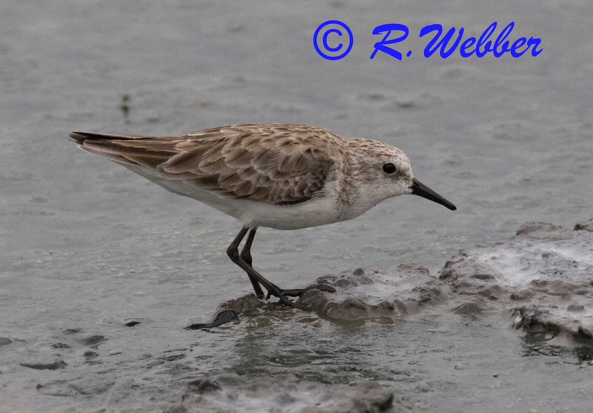 Little Stint - ML121646761