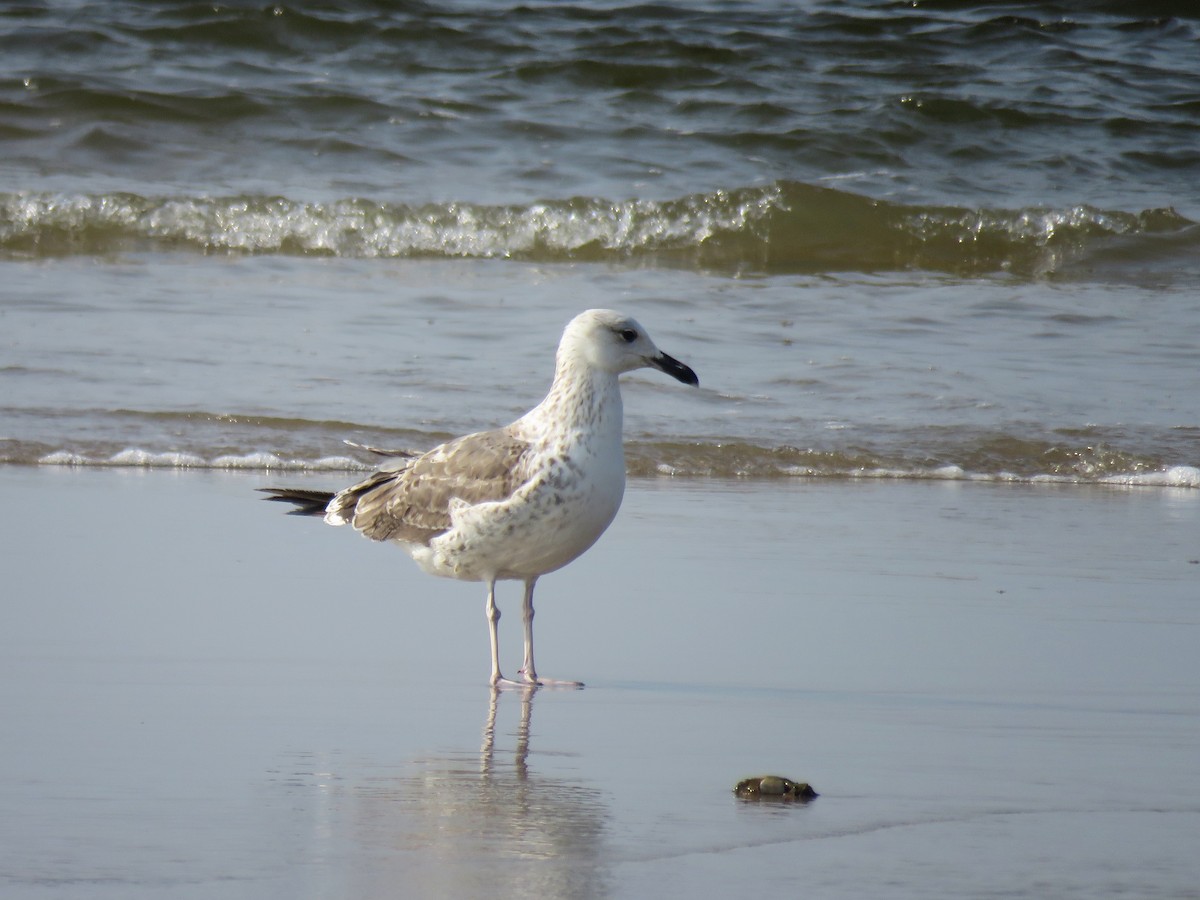 Lesser Black-backed Gull (Heuglin's) - ML121648241