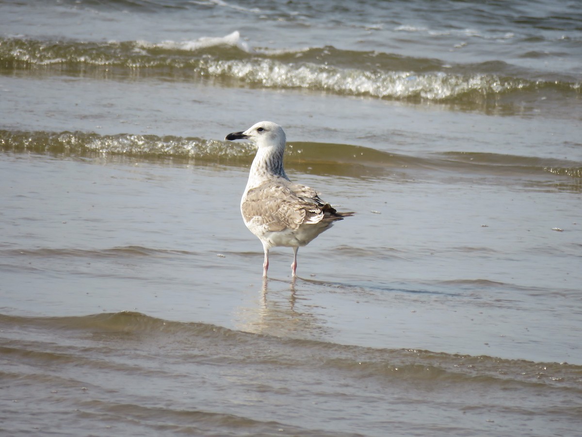 Lesser Black-backed Gull (Heuglin's) - Surendhar Boobalan